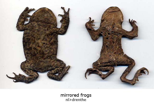 Mirrored Frogs
